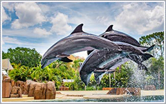 SeaWorld Orlando Attractions